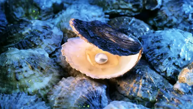 牡蠣からの真珠